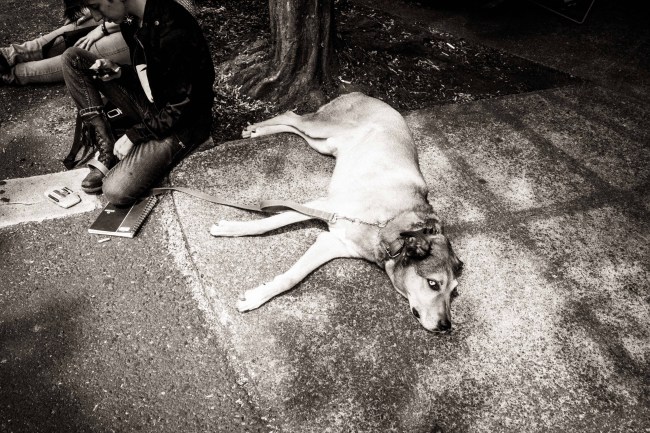 Fuji X Pro2 Voightlander 21mm